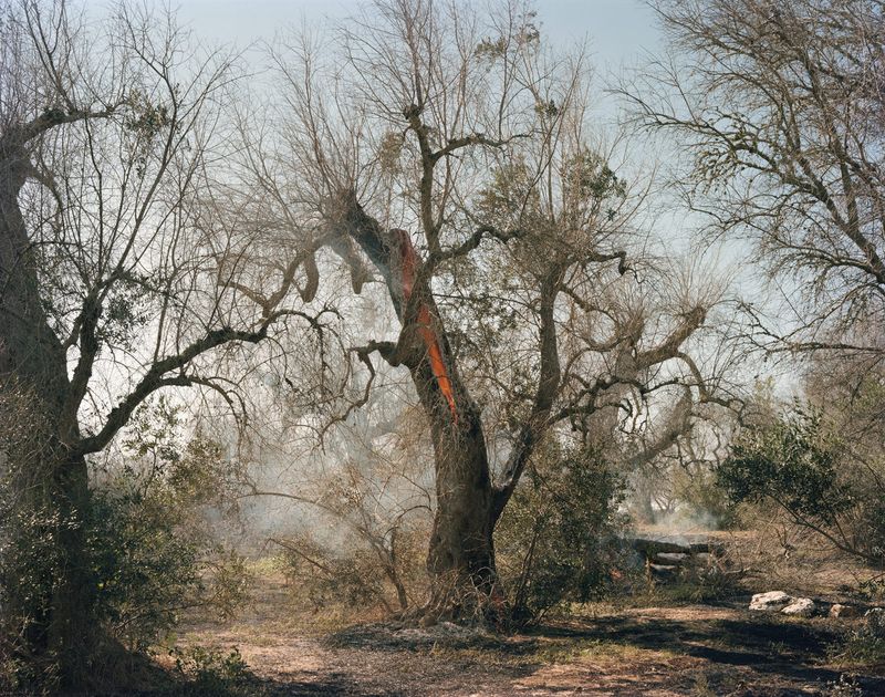 © Murray Ballard - Olive trees on fire, near Cocumola, Salento July 2022