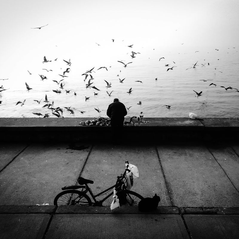 © sevil alkan - Image from the urban anımal photography project