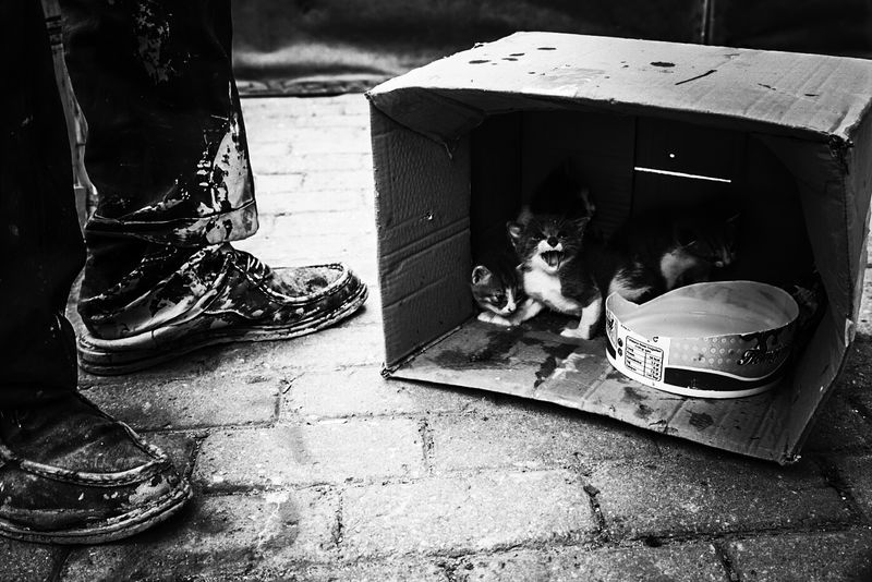 © sevil alkan - Image from the urban anımal photography project