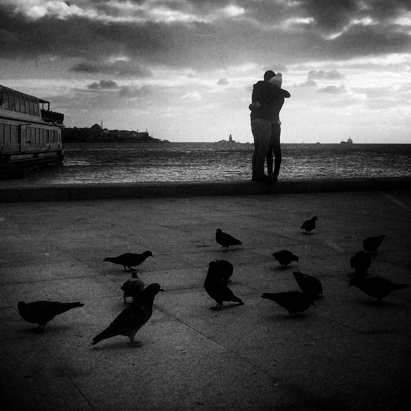 © sevil alkan - Image from the urban anımal photography project