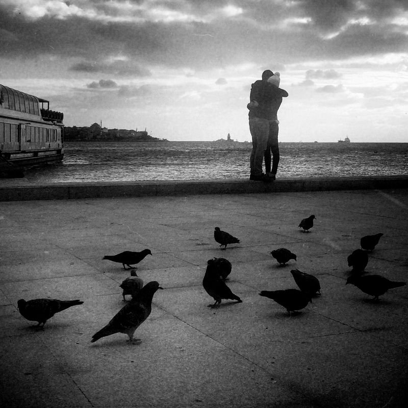 © sevil alkan - Image from the urban anımal photography project