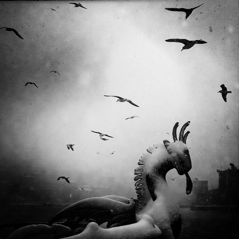 © sevil alkan - Image from the urban anımal photography project