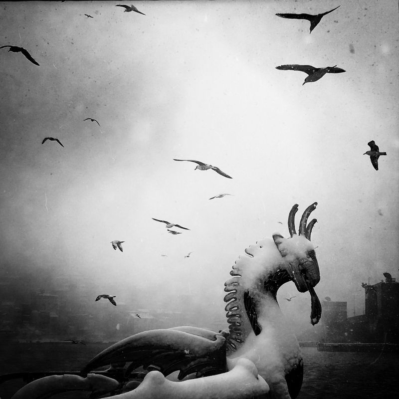 © sevil alkan - Image from the urban anımal photography project