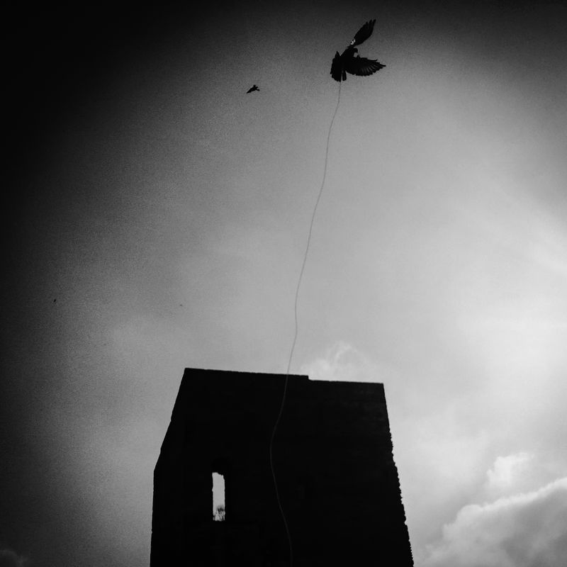 © sevil alkan - Image from the urban anımal photography project