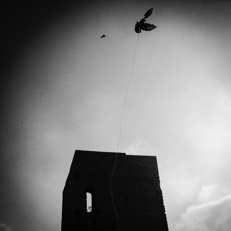 © sevil alkan - Image from the urban anımal photography project