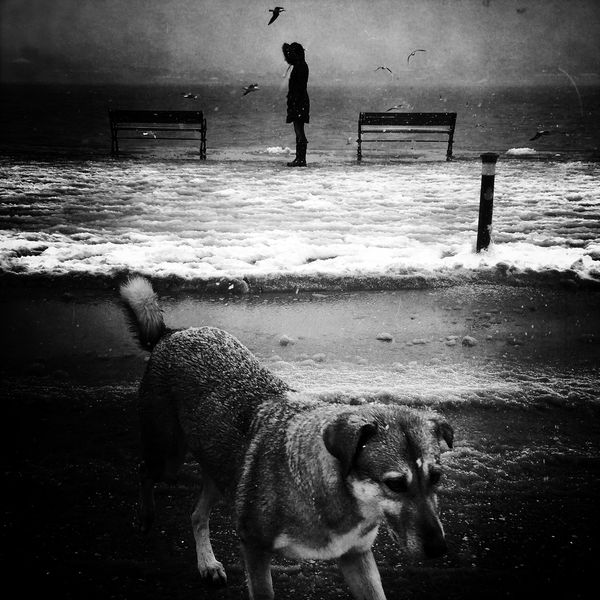 © sevil alkan - Image from the urban anımal photography project