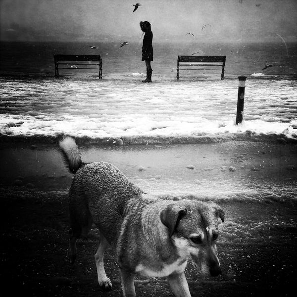 © sevil alkan - Image from the urban anımal photography project