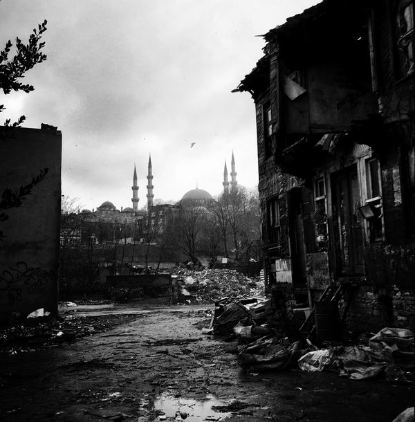 © sevil alkan - Image from the urban anımal photography project