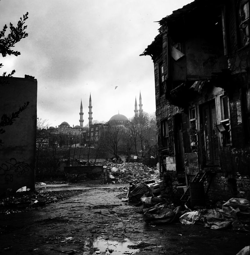 © sevil alkan - Image from the urban anımal photography project