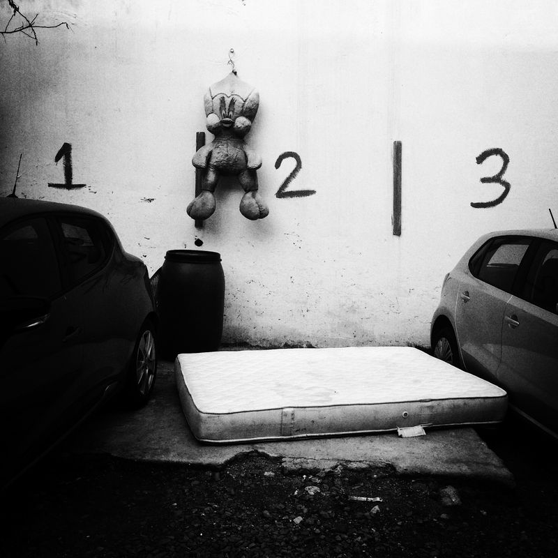 © sevil alkan - Image from the urban anımal photography project