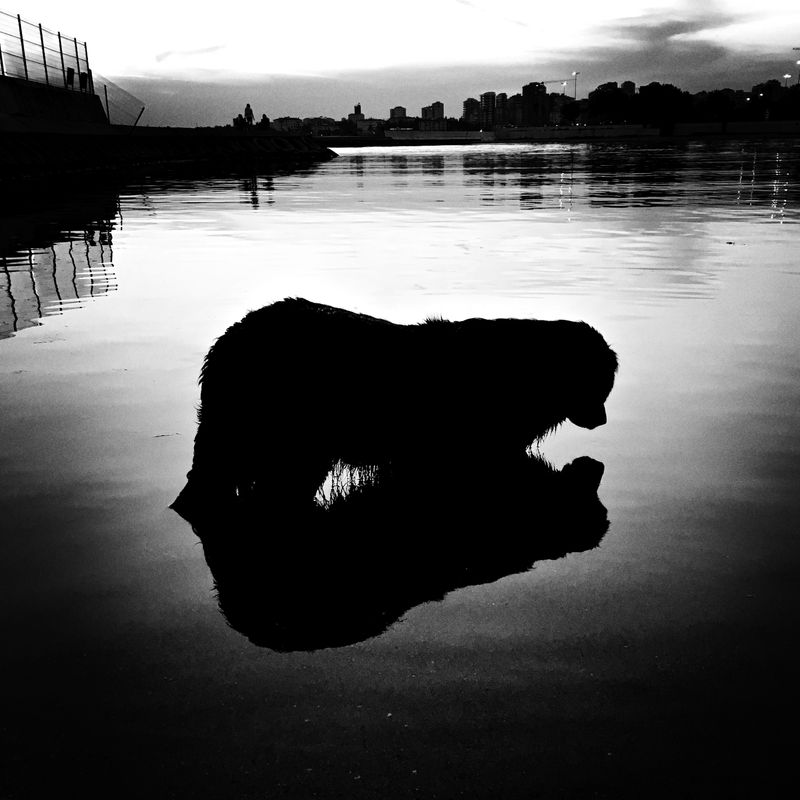 © sevil alkan - Image from the urban anımal photography project