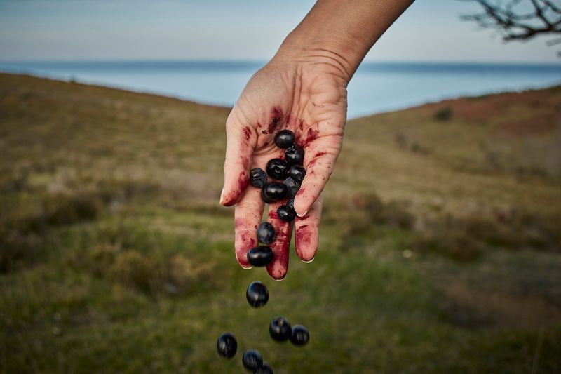 © sevil alkan - Image from the OLIVE TREE photography project