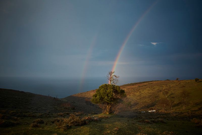 © sevil alkan - Image from the OLIVE TREE photography project