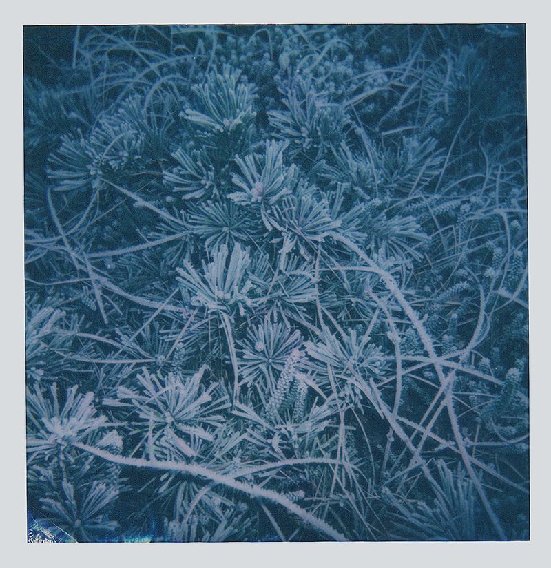 © Carolina Echeverri - "All her pearls and blue notes" - Polaroid 600 film