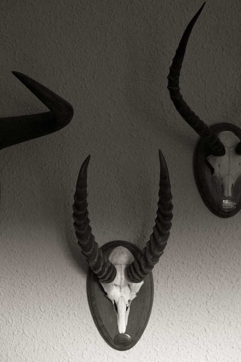 © Alex Llovet - Despite running at 80 km/h, my grandfather hunted them