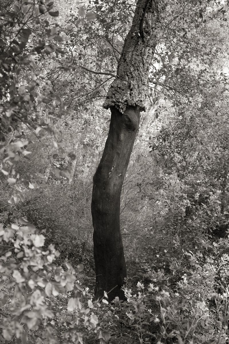 © Alex Llovet - Its bark wll take ten years to regrow
