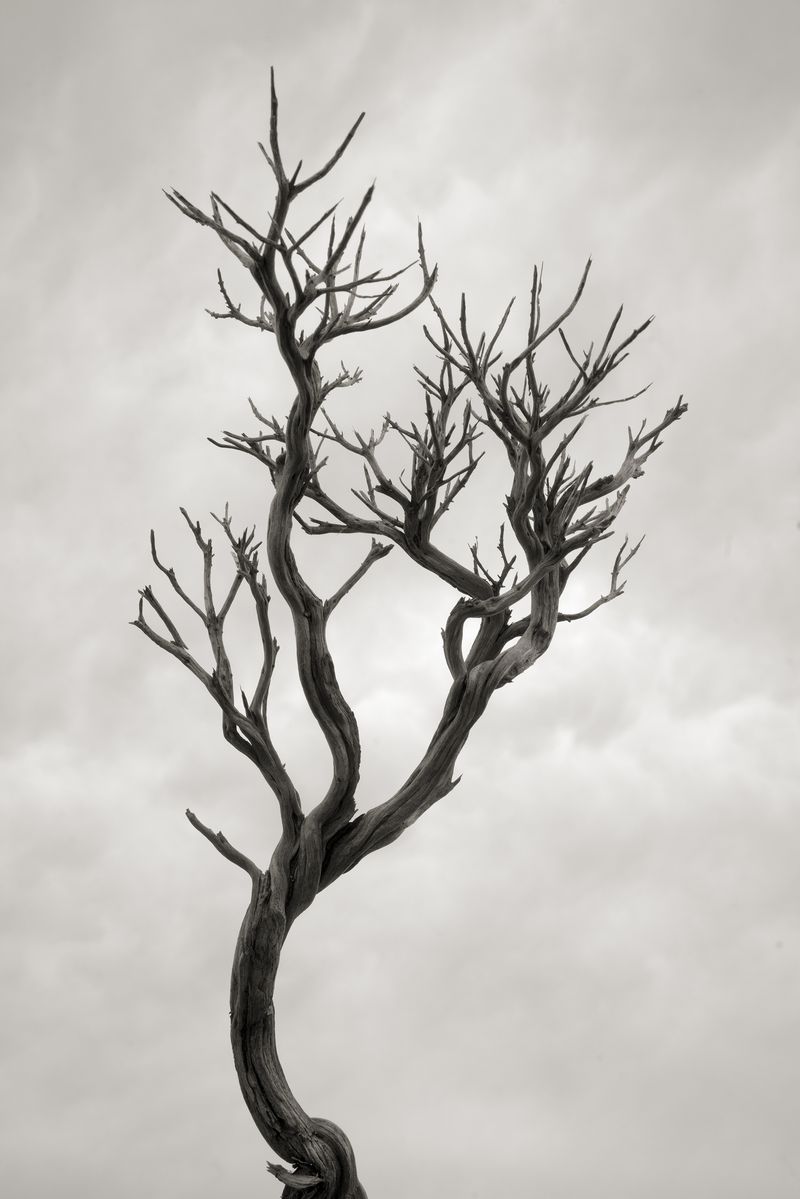 © Alex Llovet - Grow in search of the light