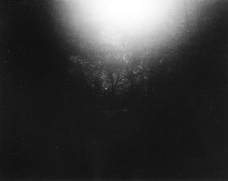 © Mayumi Suzuki - Forest