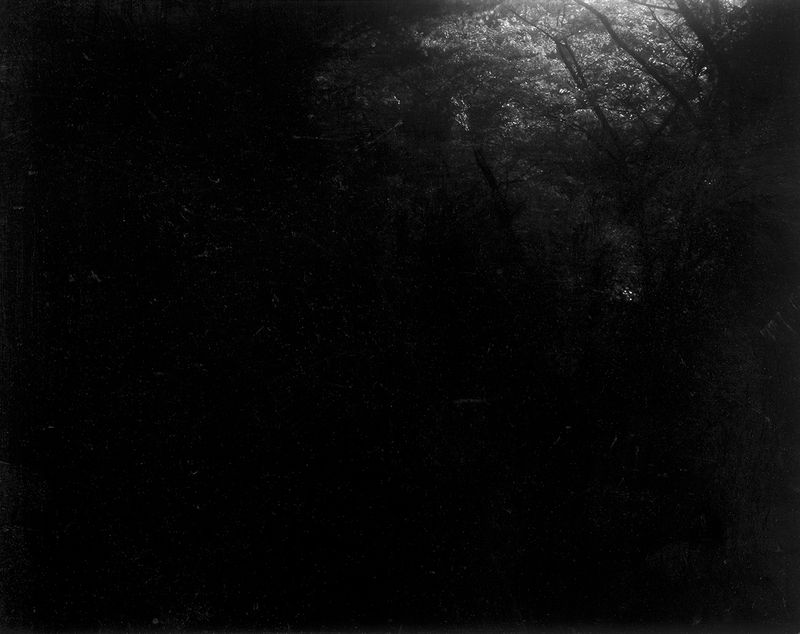 © Mayumi Suzuki - Forest