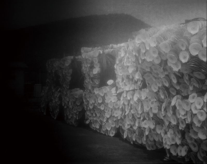 © Mayumi Suzuki - Scollop shells in the sea bottom