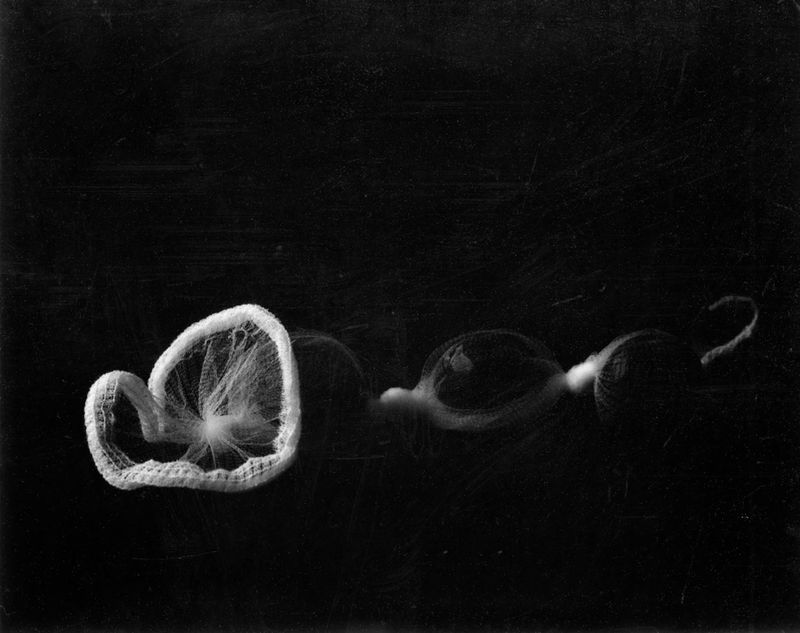 © Mayumi Suzuki - Image from the HOJO photography project