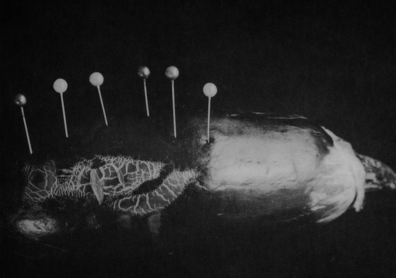 © Mayumi Suzuki - Image from the HOJO photography project