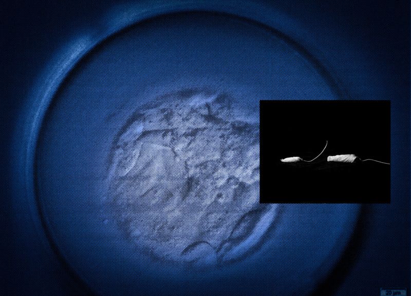 © Mayumi Suzuki - Image from the HOJO photography project