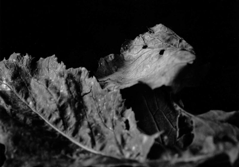 © Mayumi Suzuki - Image from the HOJO photography project