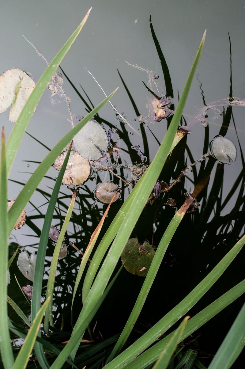 © ELENA SOL - Image from the OUAS photography project