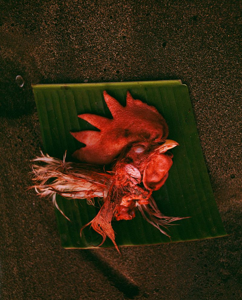 © KEERTHANA KUNNATH - A sacrificed cock