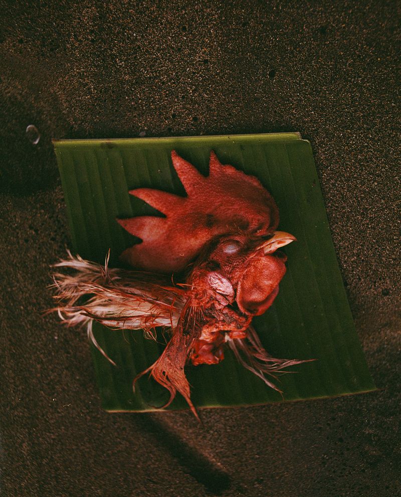 © KEERTHANA KUNNATH - A sacrificed cock