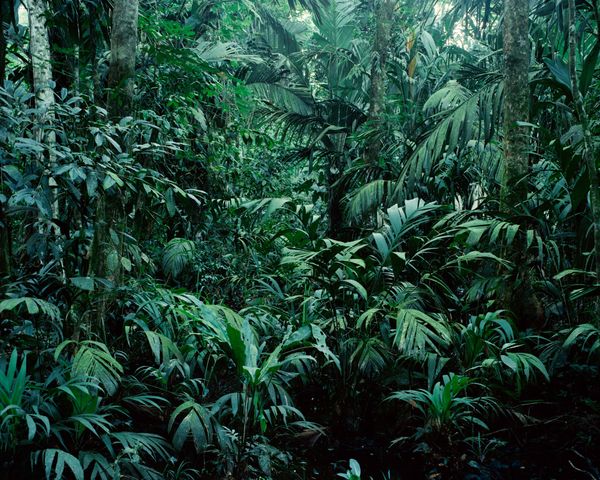 © Mario de la Ossa - Jungle