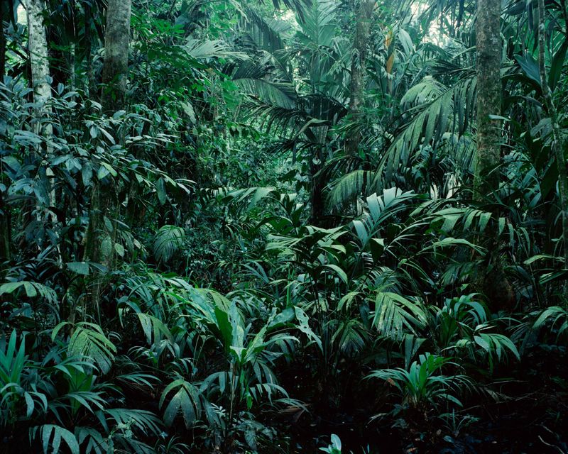 © Mario de la Ossa - Jungle