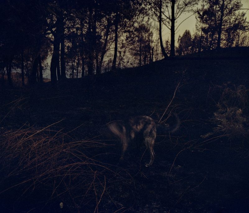 © Carlos Folgoso Sueiro - Image from the Alén do lago photography project