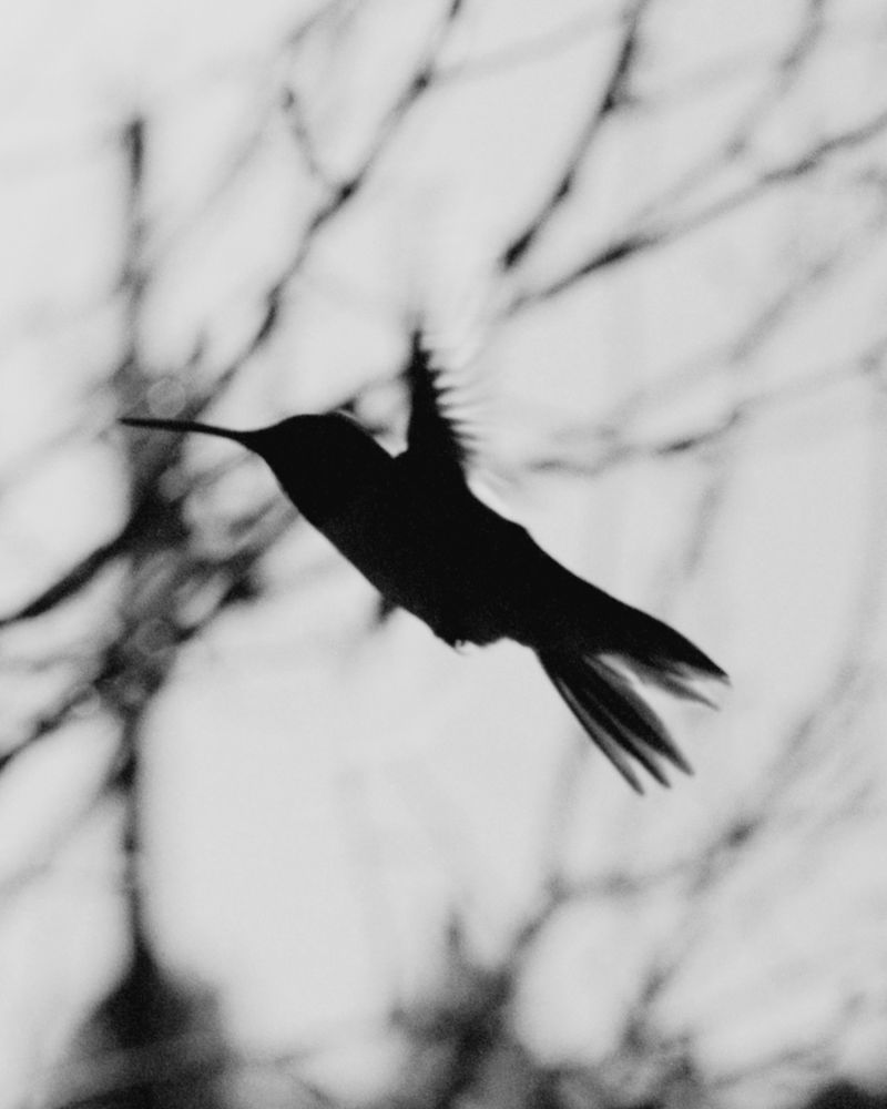 © Austin Quintana - Image from the Where the Valley Sings photography project