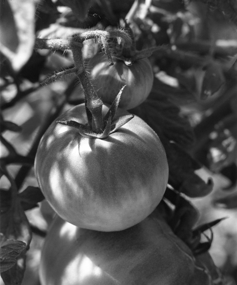© Judit Bou Comas - Image from the TOMATOES photography project