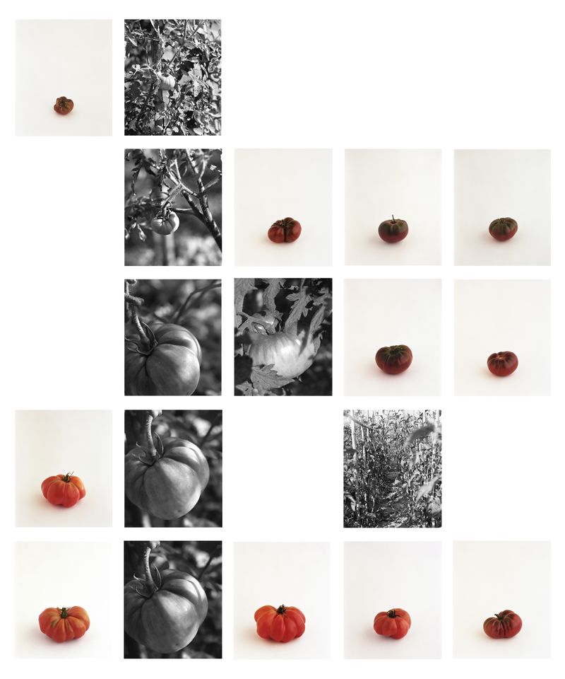 © Judit Bou Comas - Image from the TOMATOES photography project
