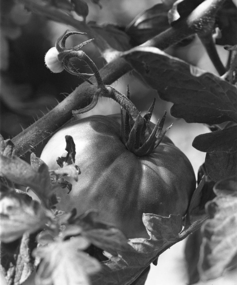© Judit Bou Comas - Image from the TOMATOES photography project