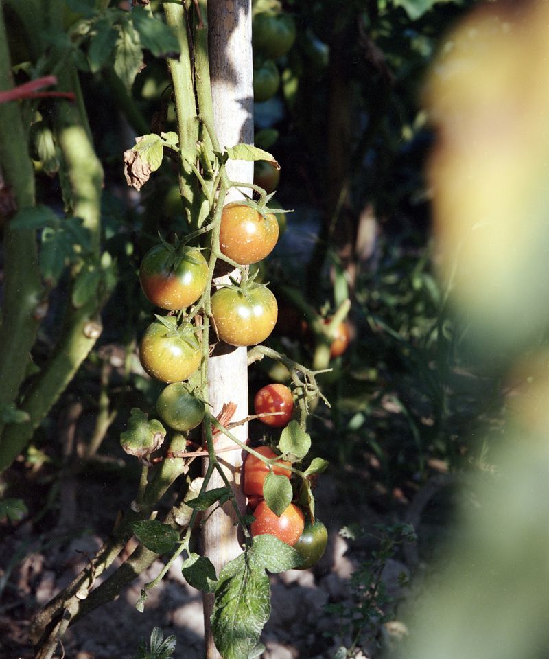 © Judit Bou Comas - Image from the TOMATOES photography project