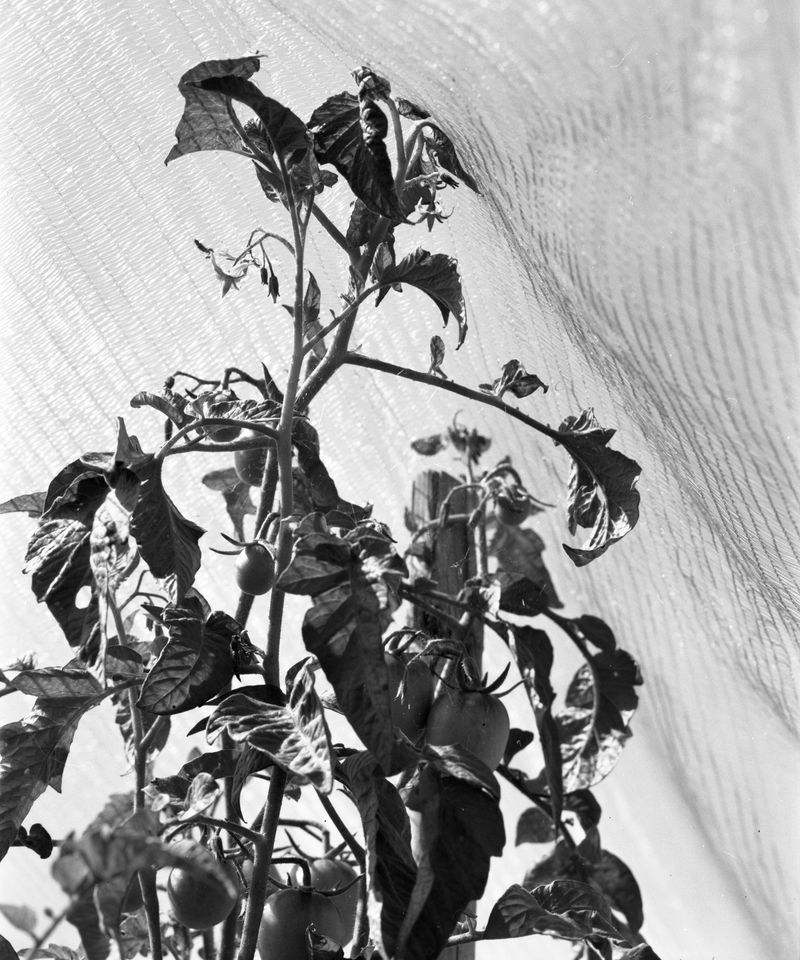 © Judit Bou Comas - Image from the TOMATOES photography project