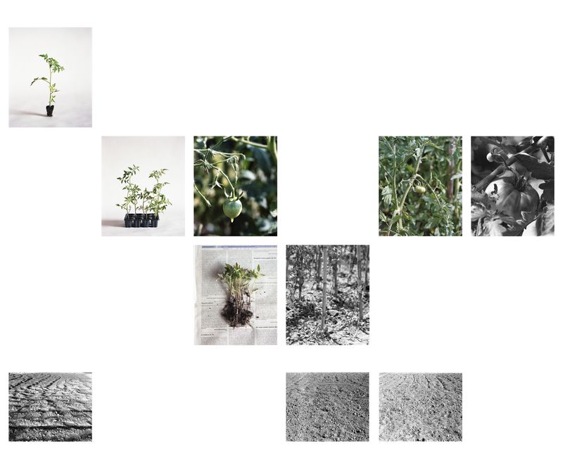 © Judit Bou Comas - Image from the TOMATOES photography project