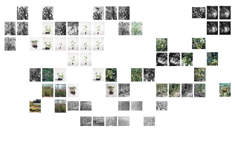 © Judit Bou Comas - Image from the TOMATOES photography project