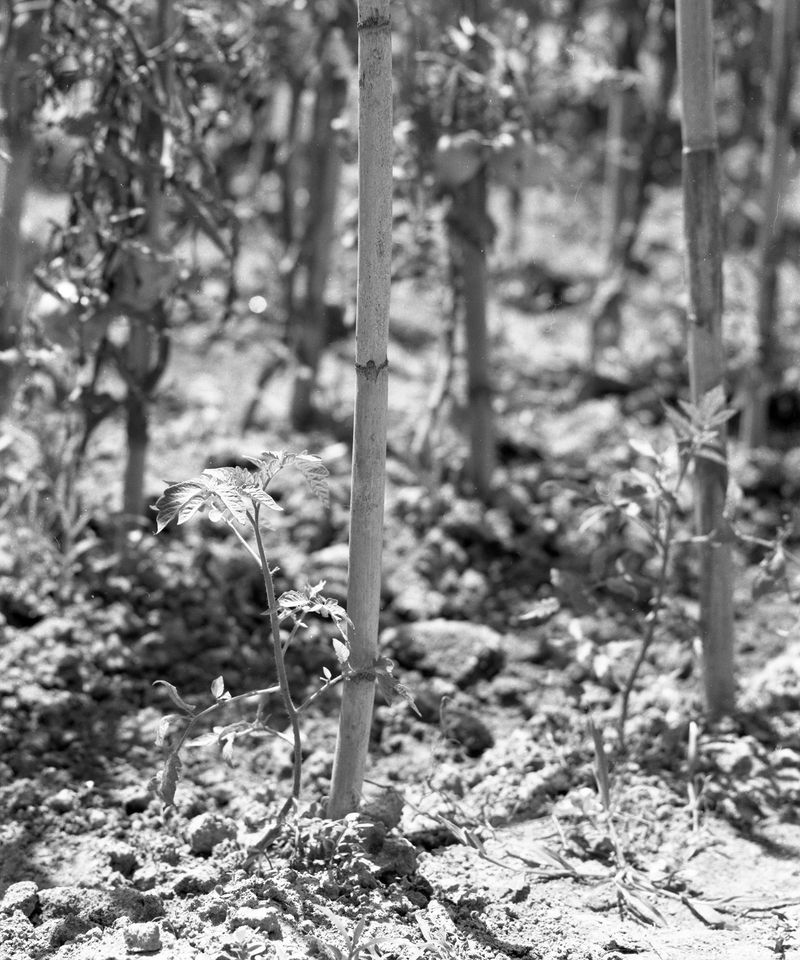 © Judit Bou Comas - Image from the TOMATOES photography project