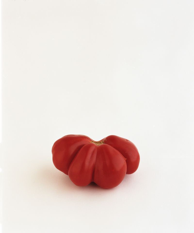 © Judit Bou Comas - Image from the TOMATOES photography project
