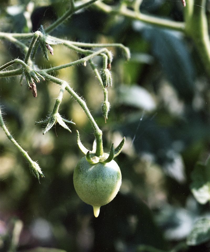 © Judit Bou Comas - Image from the TOMATOES photography project