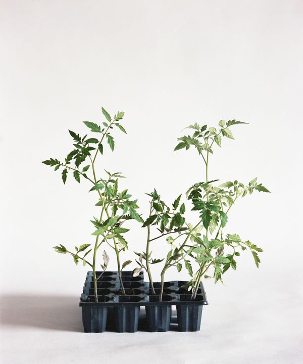 © Judit Bou Comas - Image from the TOMATOES photography project