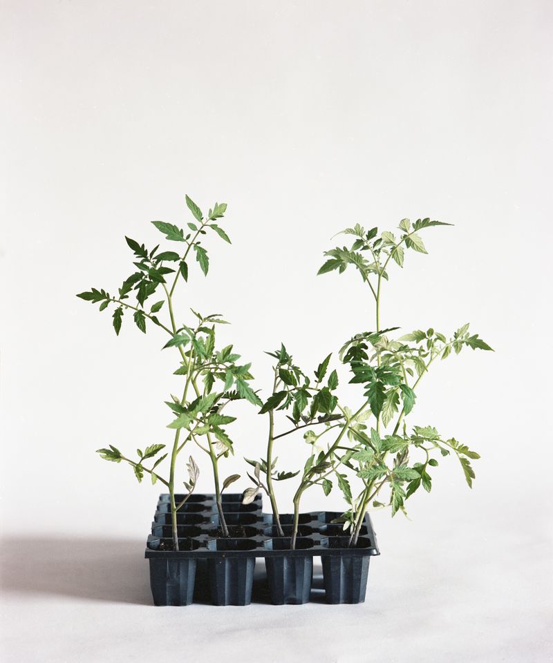 © Judit Bou Comas - Image from the TOMATOES photography project