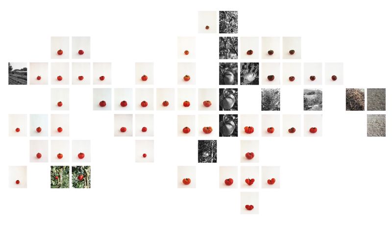 © Judit Bou Comas - Image from the TOMATOES photography project