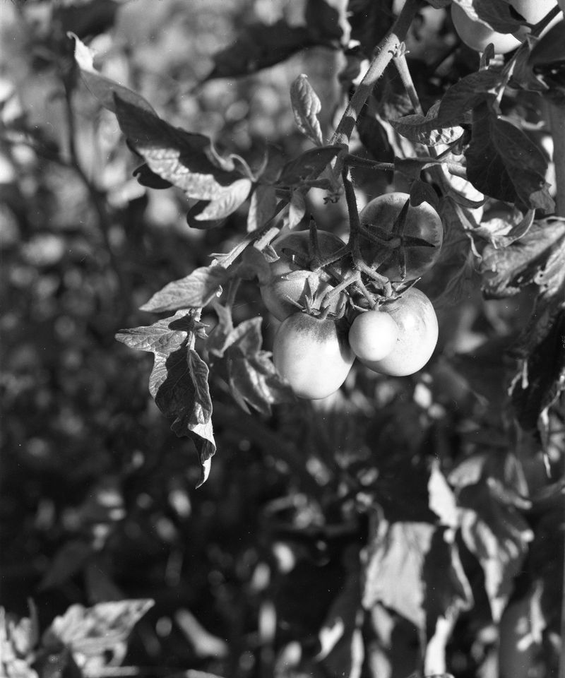 © Judit Bou Comas - Image from the TOMATOES photography project