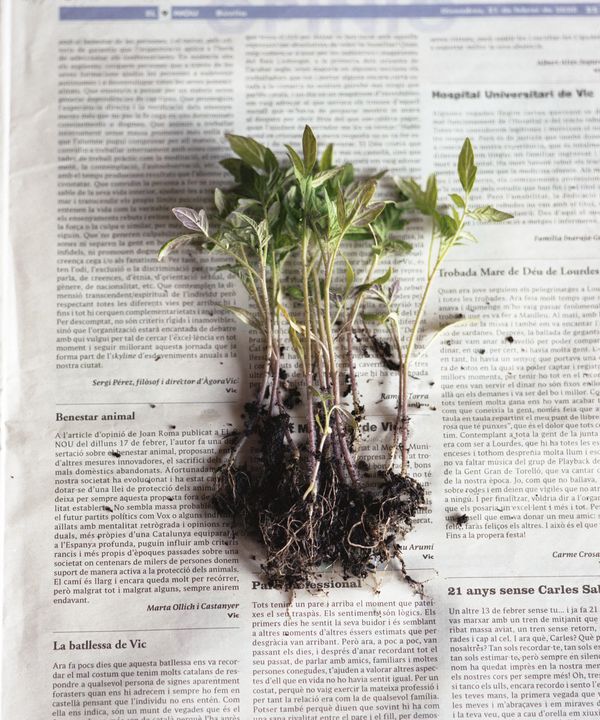 © Judit Bou Comas - Image from the TOMATOES photography project